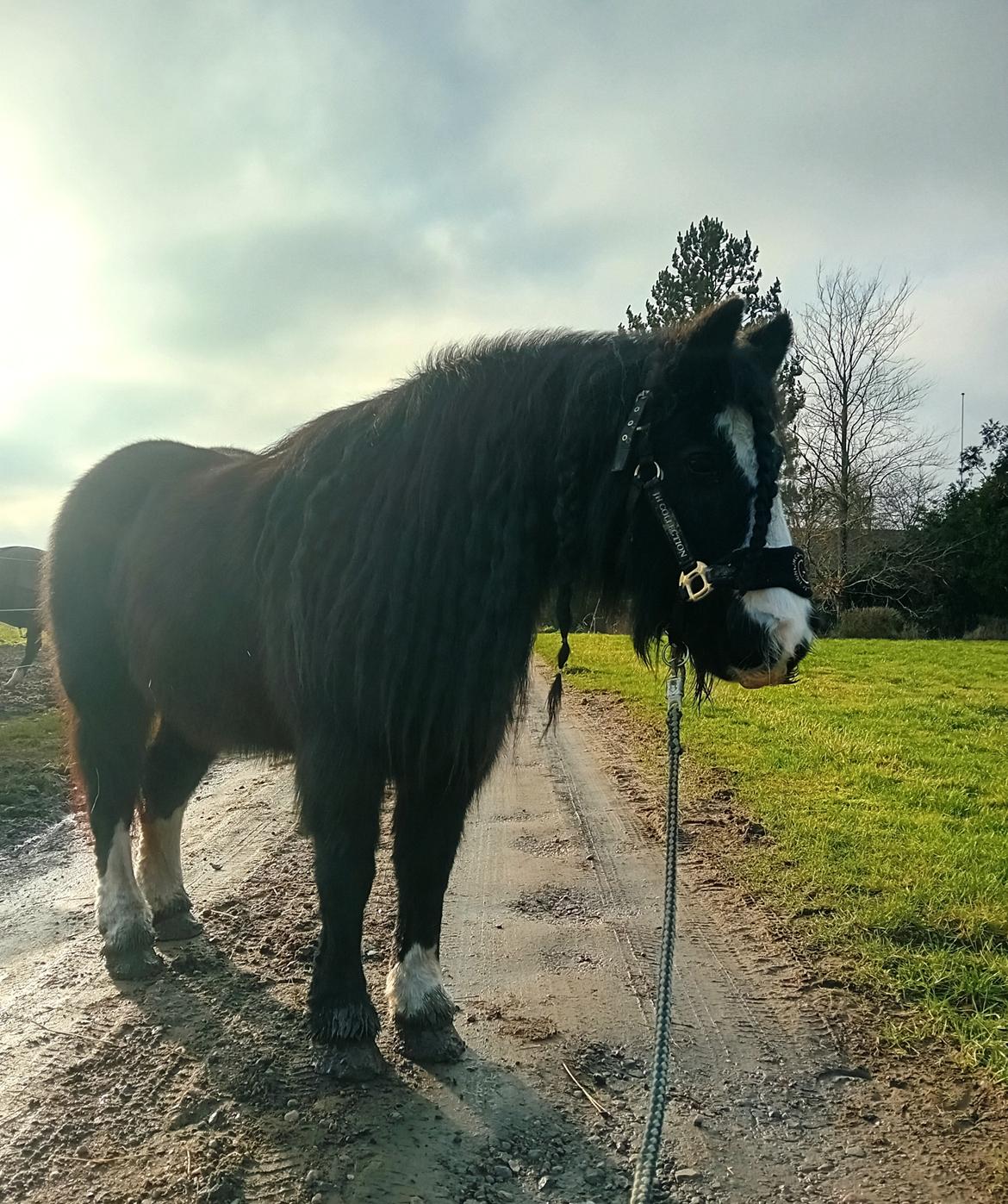 Irish Cob White Stripe HIMMELHEST billede 3