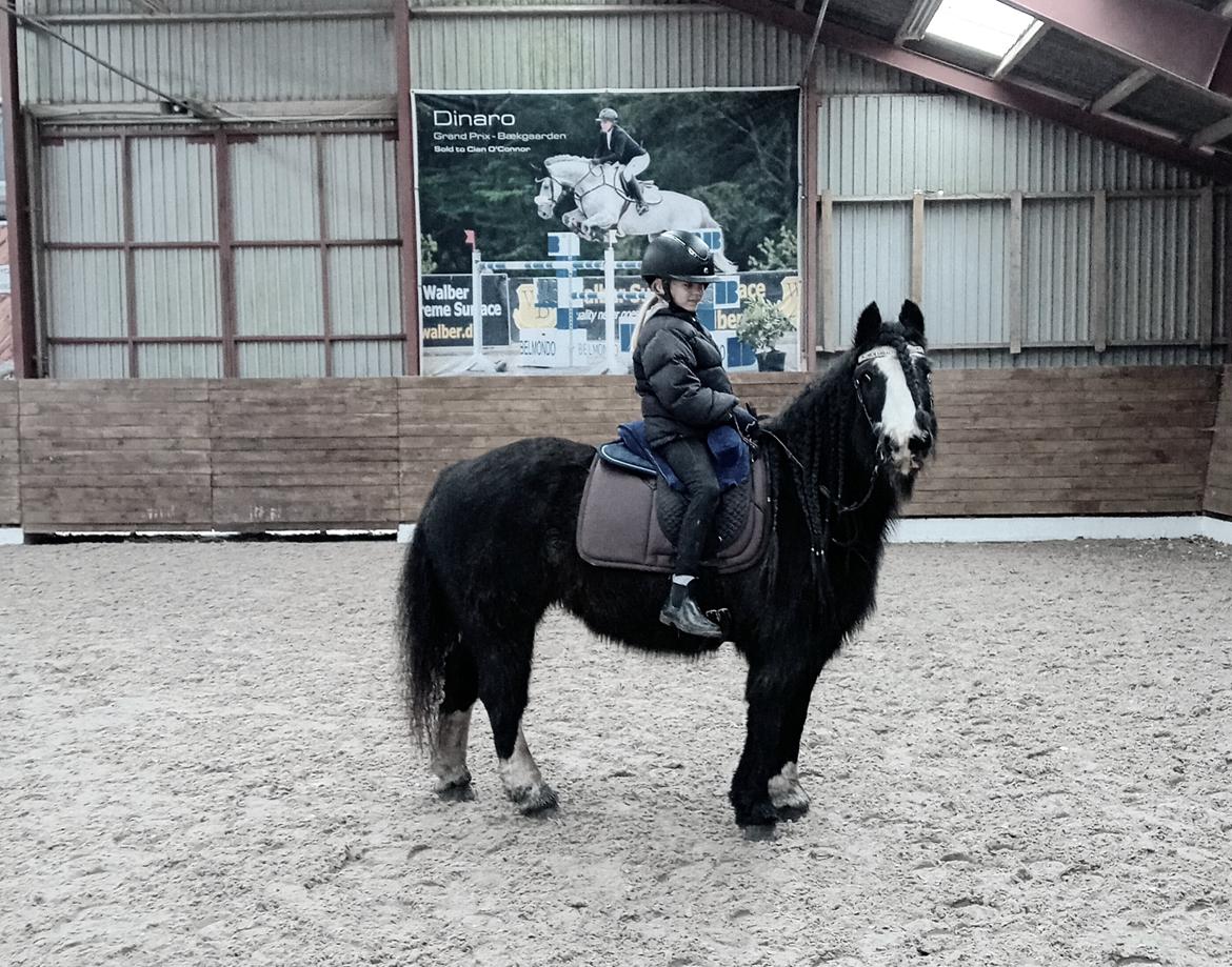 Irish Cob White Stripe HIMMELHEST billede 4