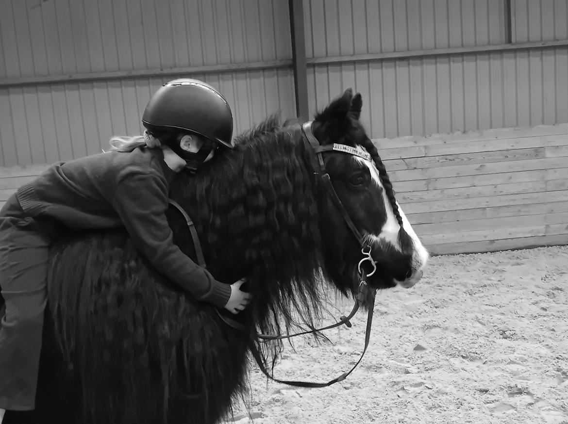 Irish Cob White Stripe HIMMELHEST billede 5