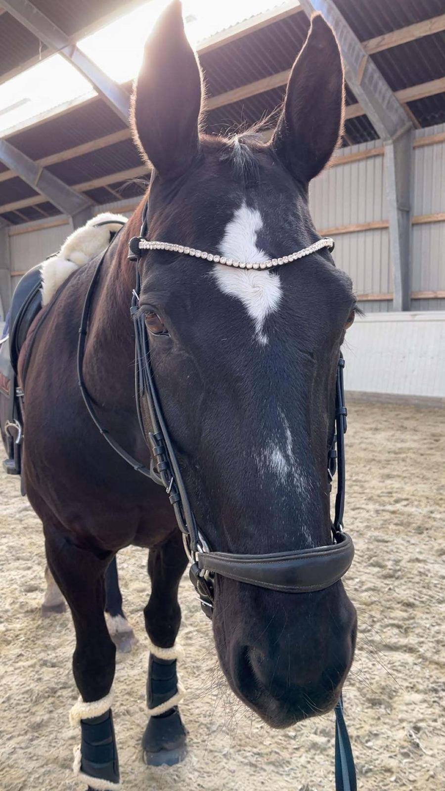 Hannoveraner Conquistador billede 19