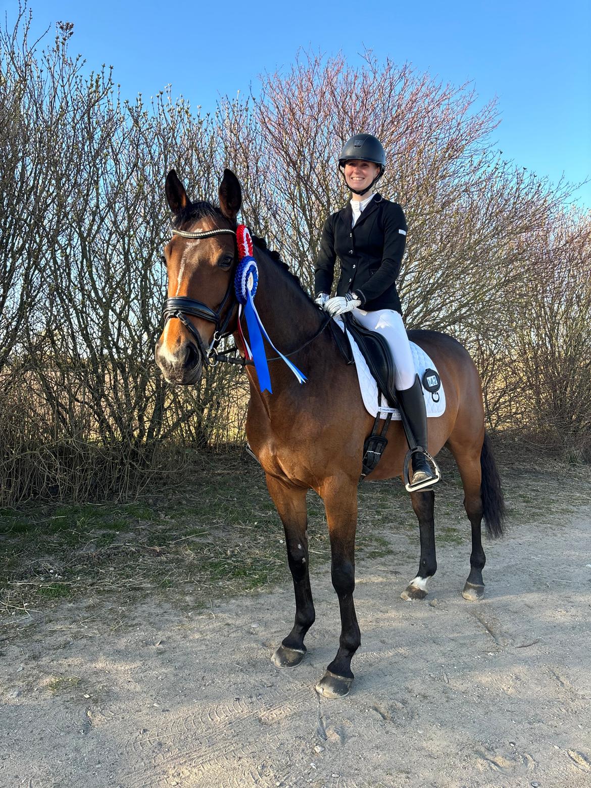 Dansk Varmblod Quiana billede 20