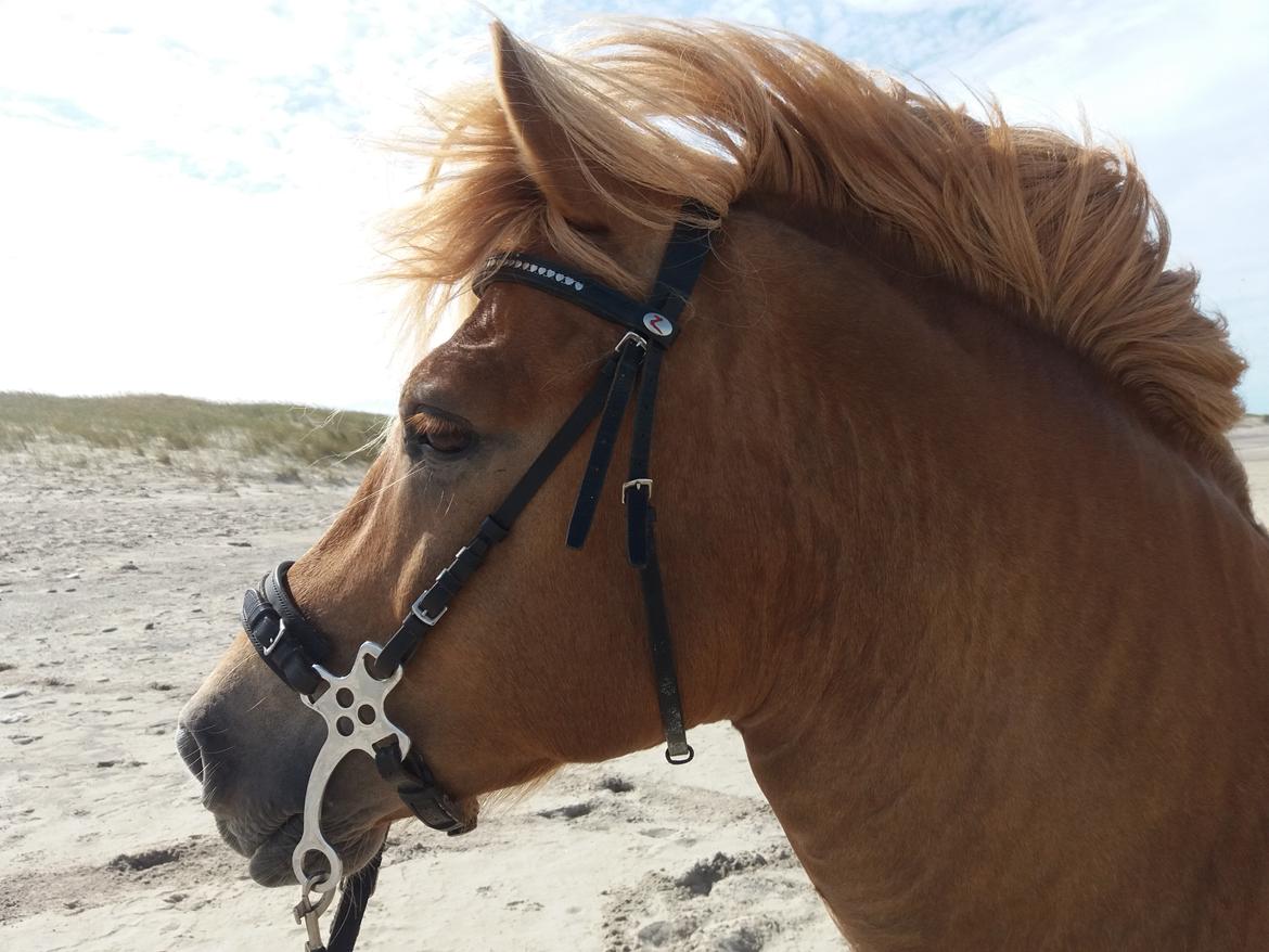 Haflinger Absalon billede 1