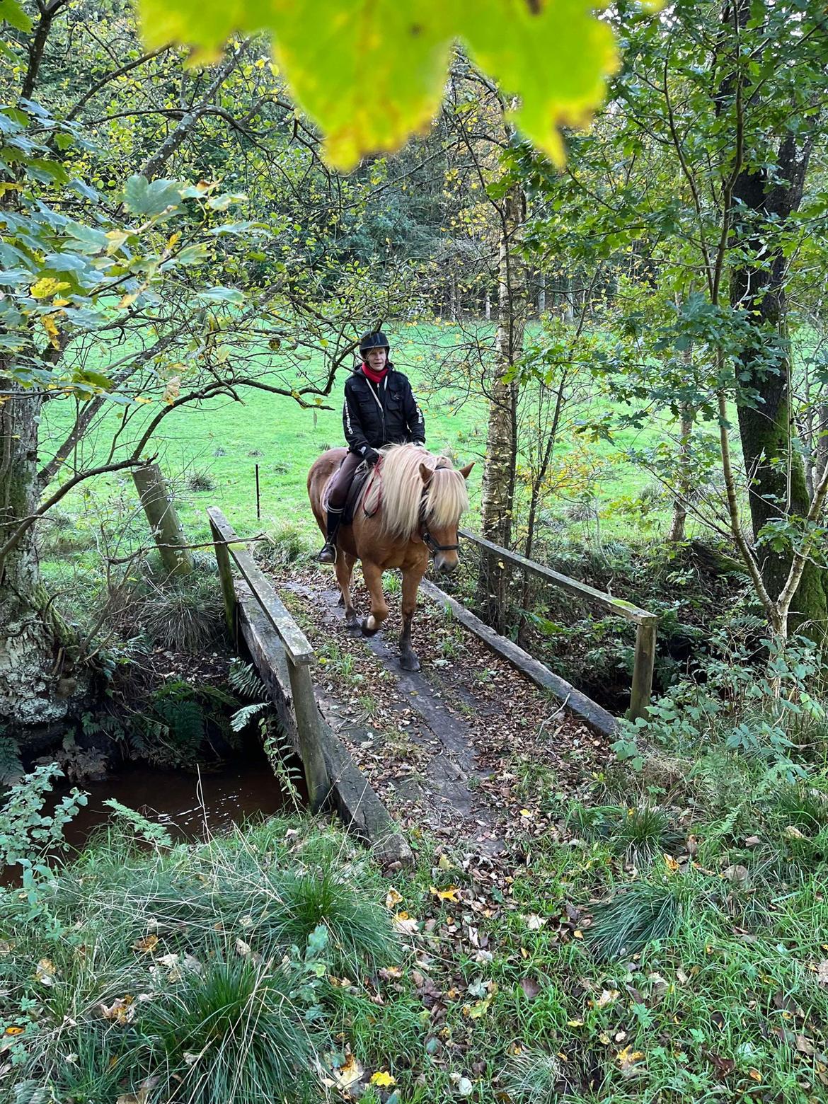 Haflinger Absalon billede 2