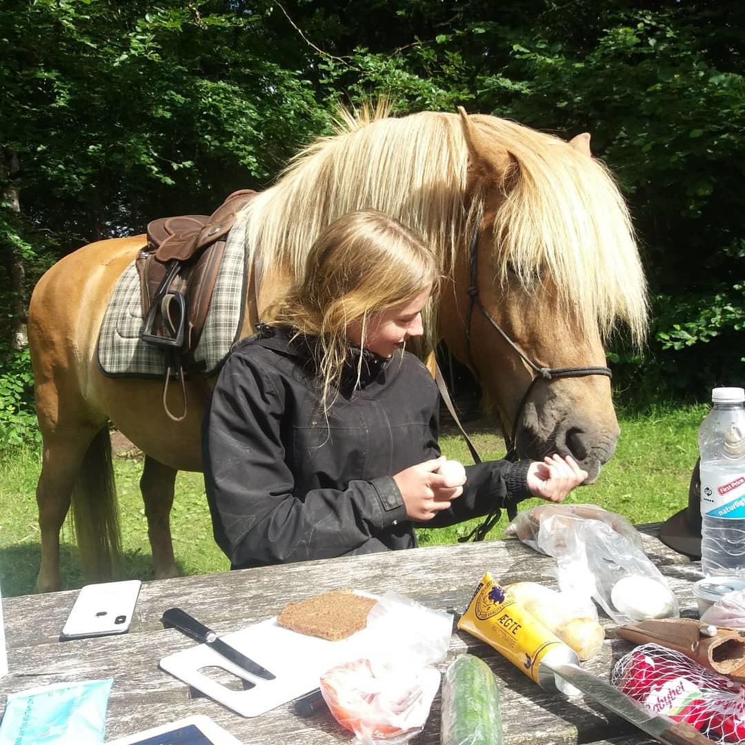 Haflinger Absalon billede 3