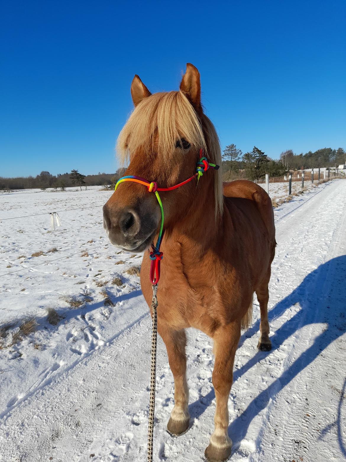 Haflinger Absalon billede 4