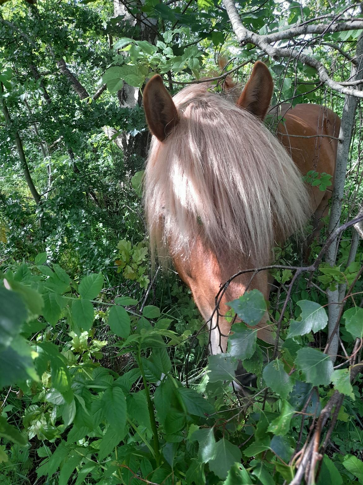 Haflinger Absalon billede 5