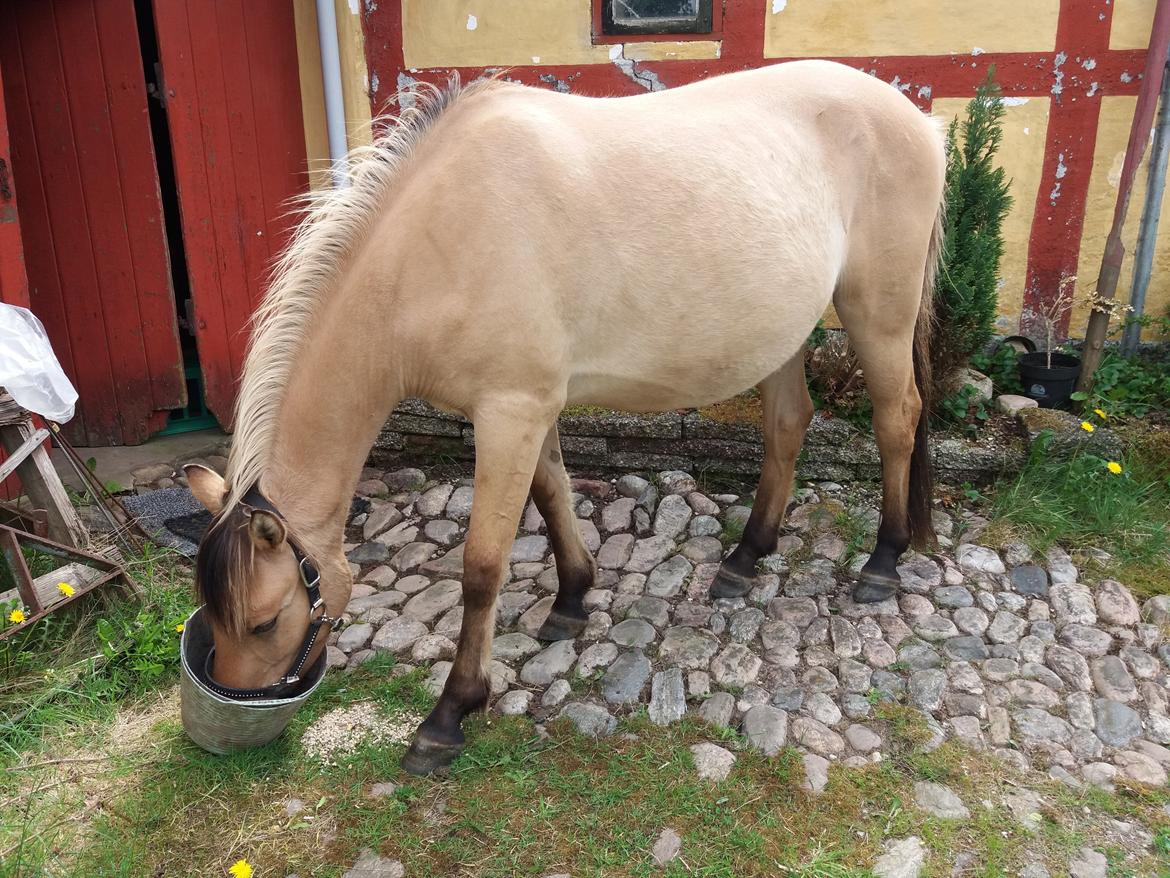 Anden særlig race Lausdalens Linus billede 6
