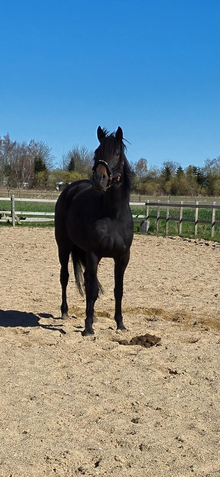 Traver Just Gardenia billede 4