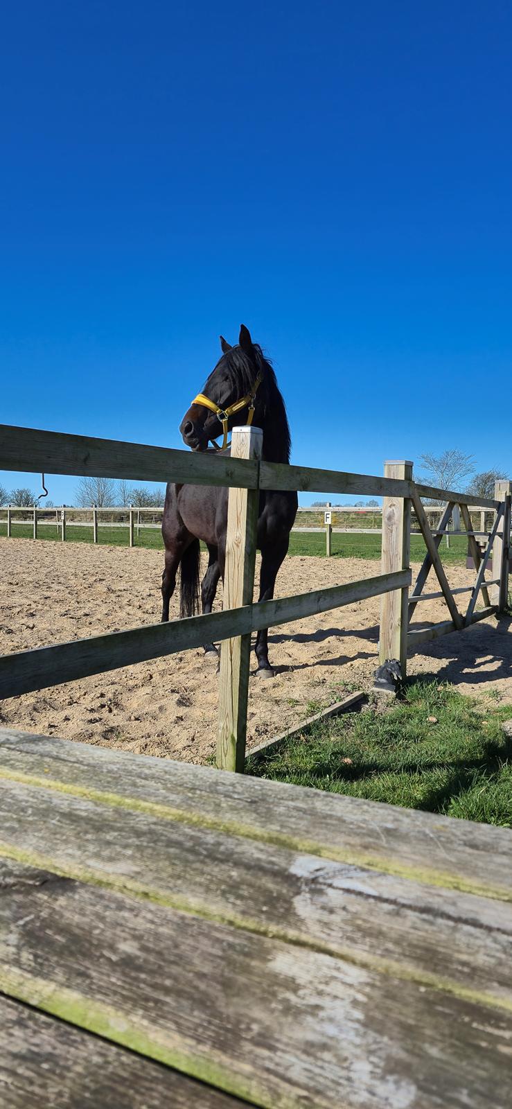 Traver Just Gardenia billede 5