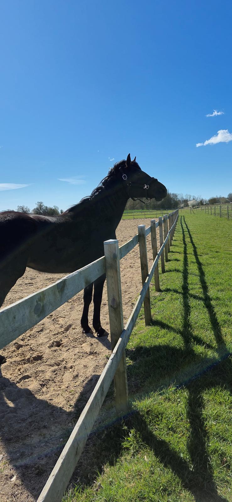 Traver Just Gardenia billede 8