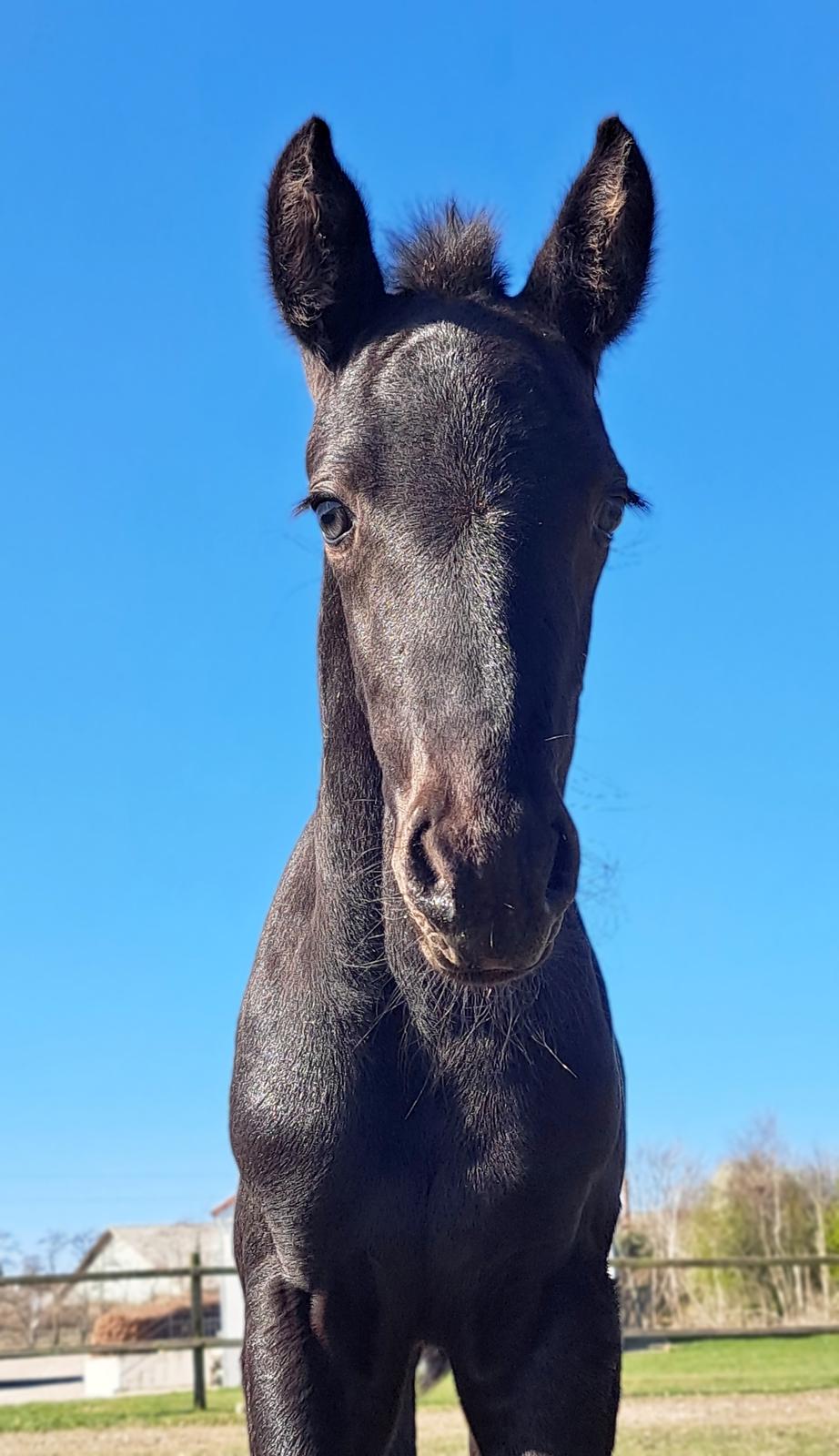 Anden særlig race Zigga - Mandag d. 7 April. 2 uger gammel :) billede 1