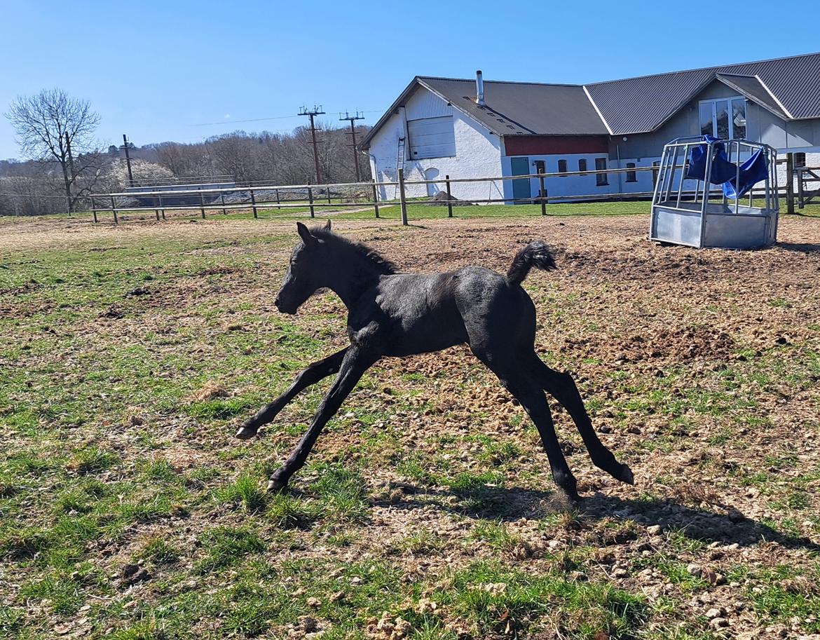 Anden særlig race Zigga - Mandag d. 7 April. 2 uger gammel :) billede 2