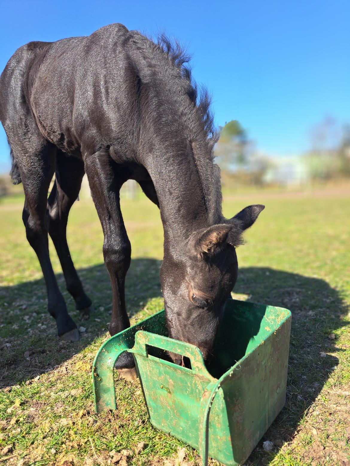 Anden særlig race Zigga - Mandag d. 7 April. 2 uger gammel :) billede 3