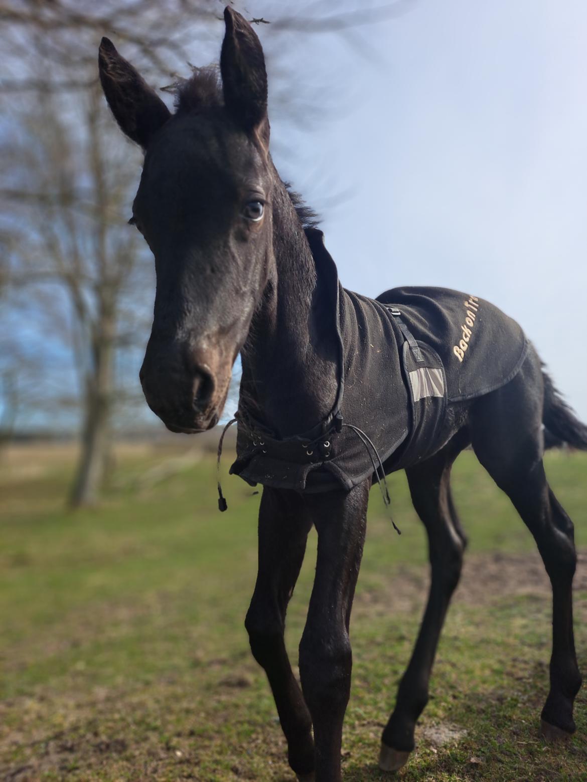 Anden særlig race Zigga - 4 April billede 4