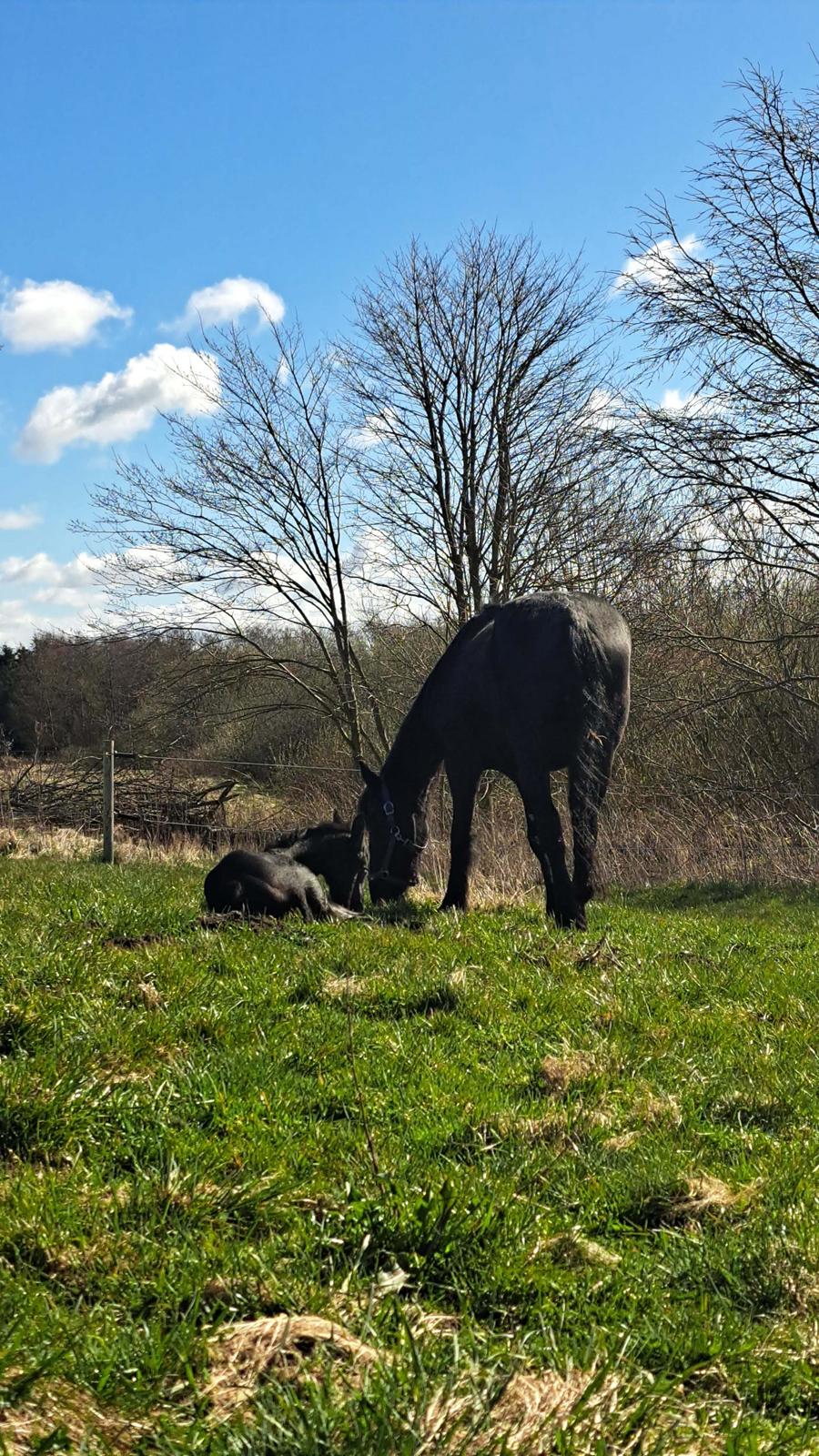 Anden særlig race Zigga - 31 Marts billede 5