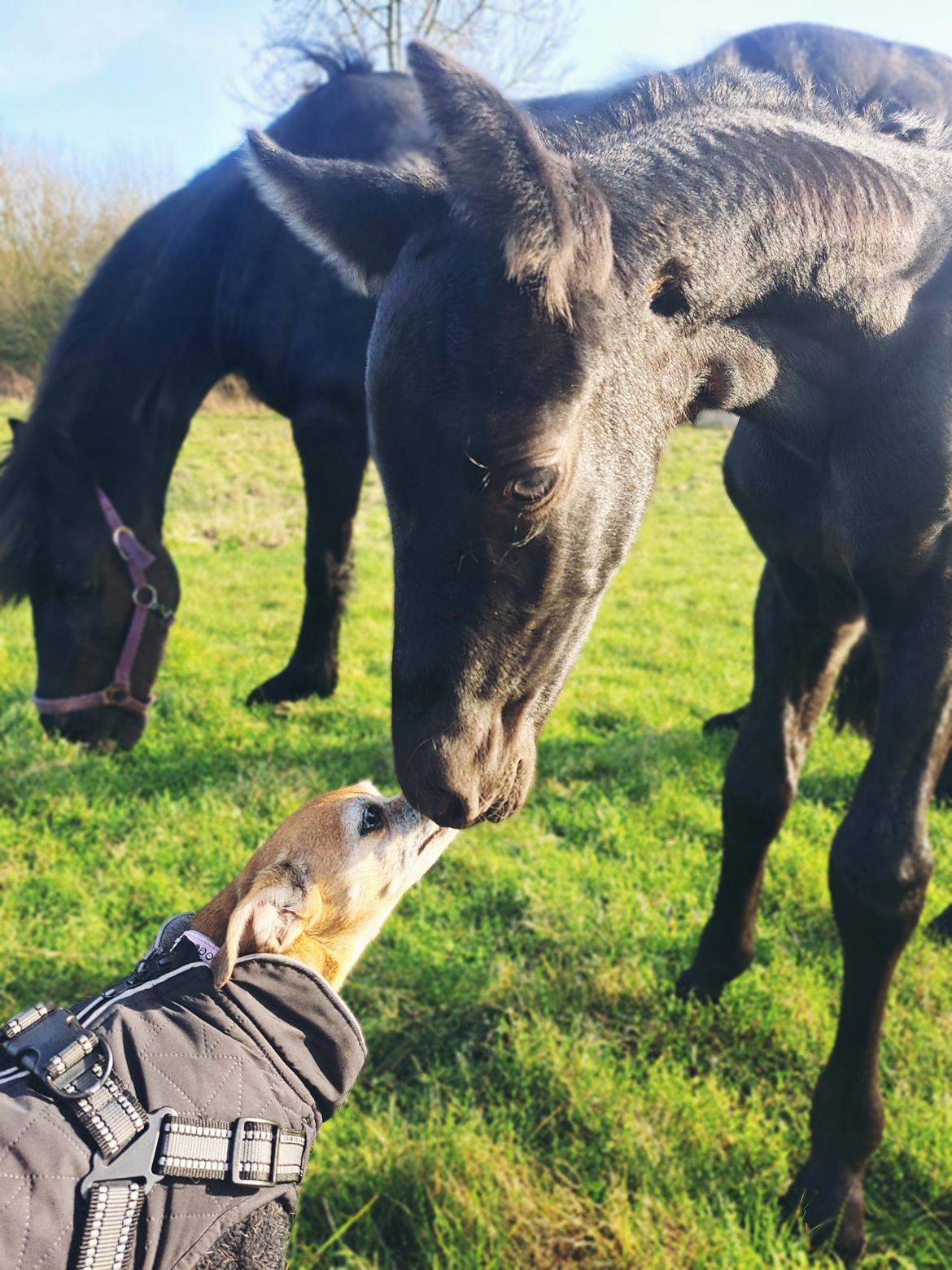 Anden særlig race Zigga - 26 Marts billede 6