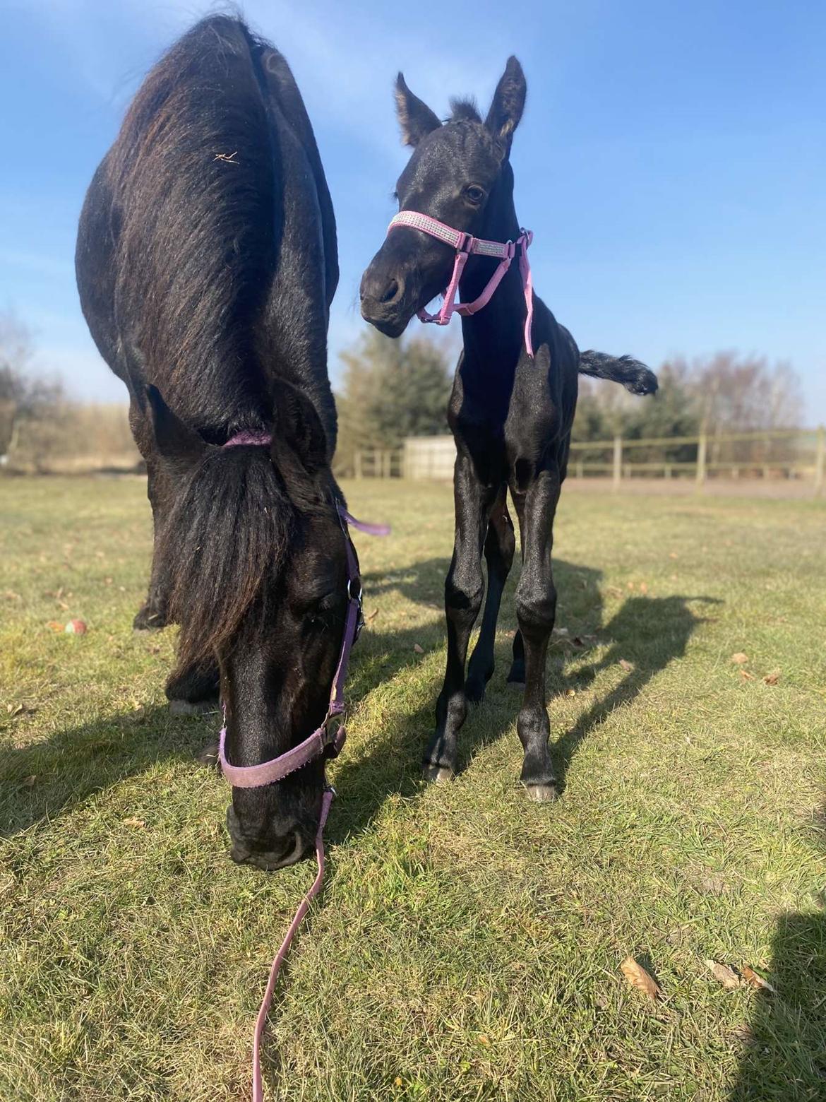 Anden særlig race Zigga - 24 Marts billede 7