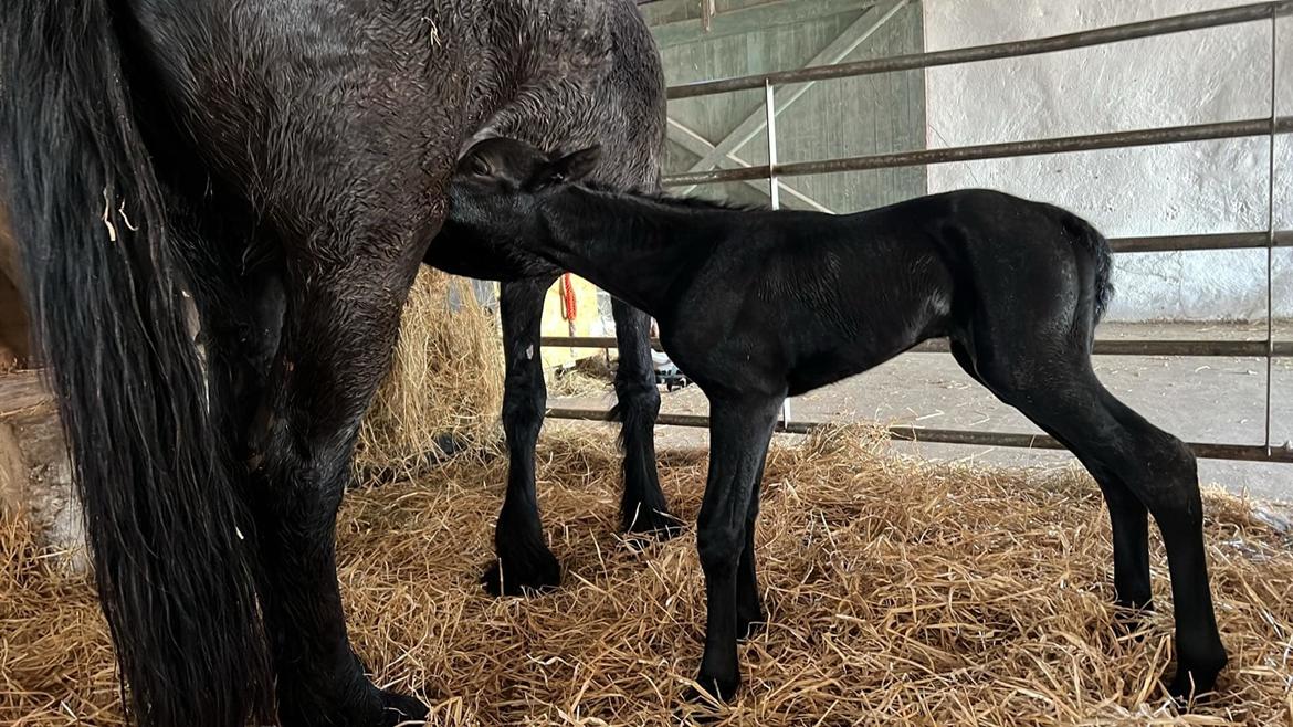 Anden særlig race Zigga - 24 Marts billede 8