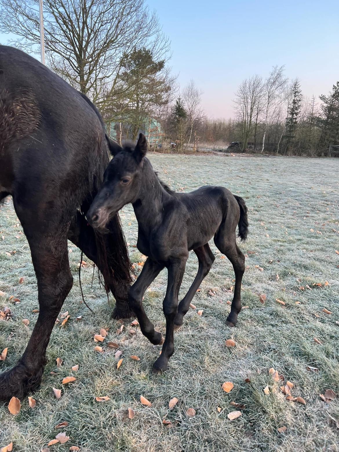 Anden særlig race Zigga - 24 Marts billede 9