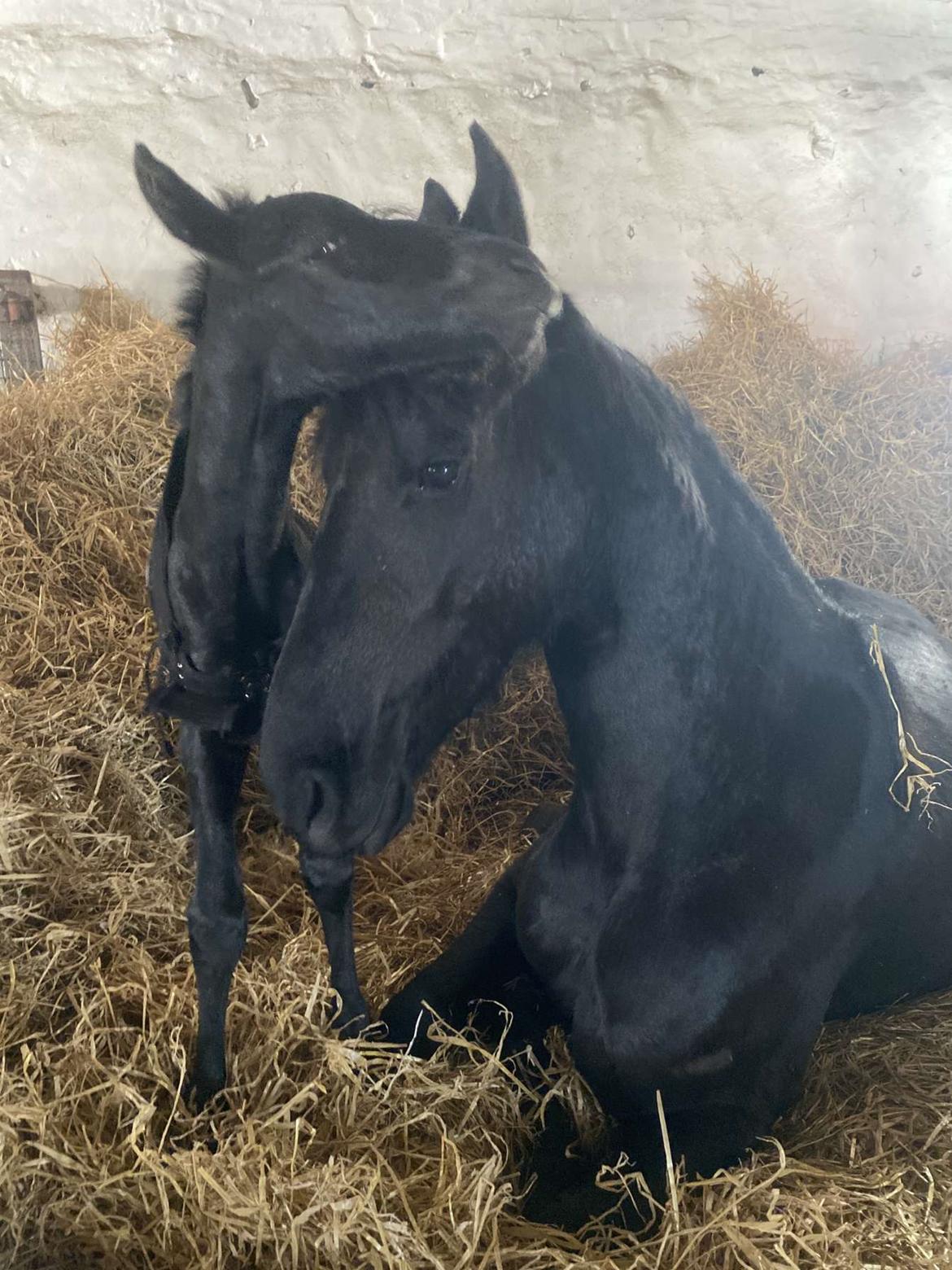 Anden særlig race Zigga - 24 Marts billede 11