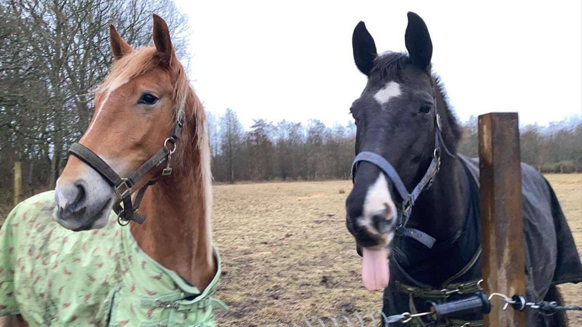 Anden særlig race Starlight (Part) billede 4