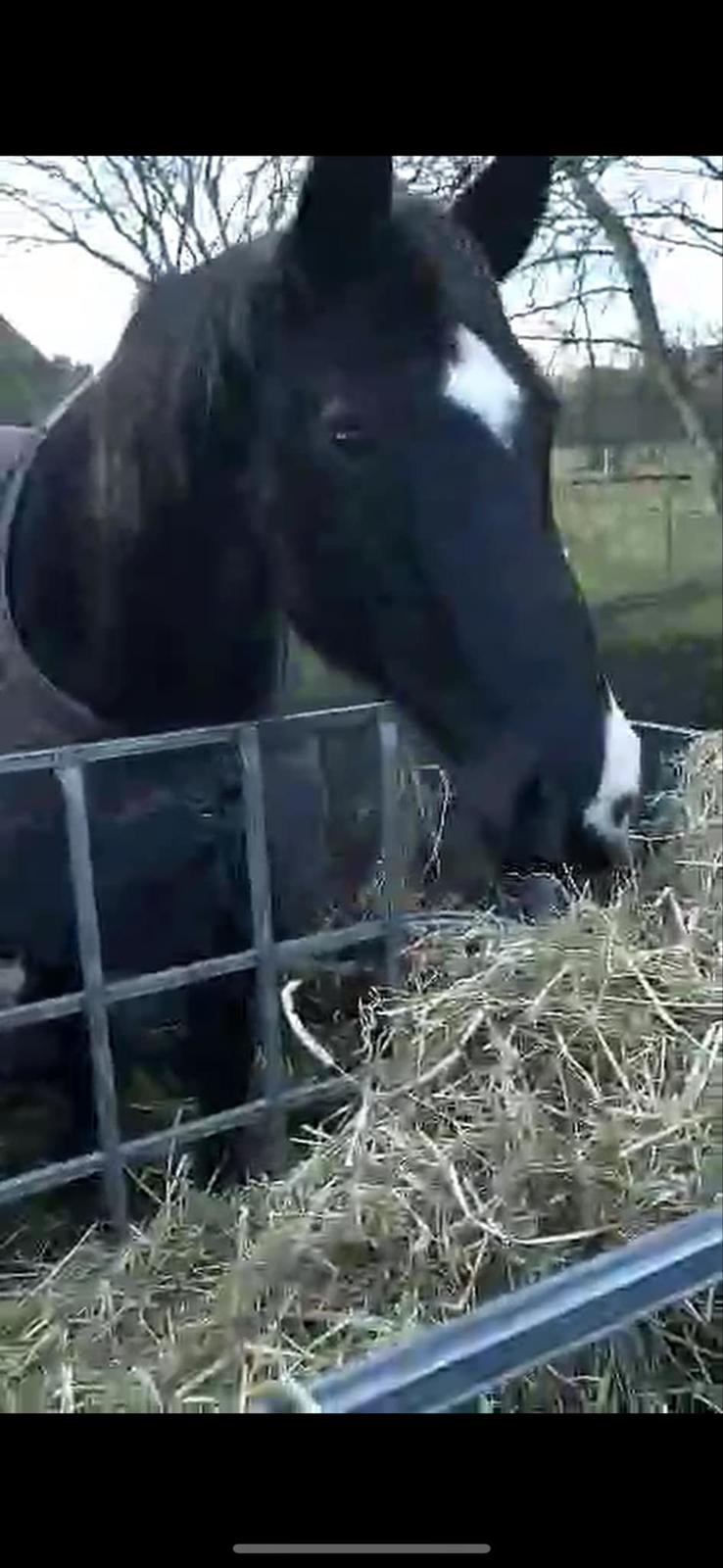 Anden særlig race Starlight (Part) billede 5