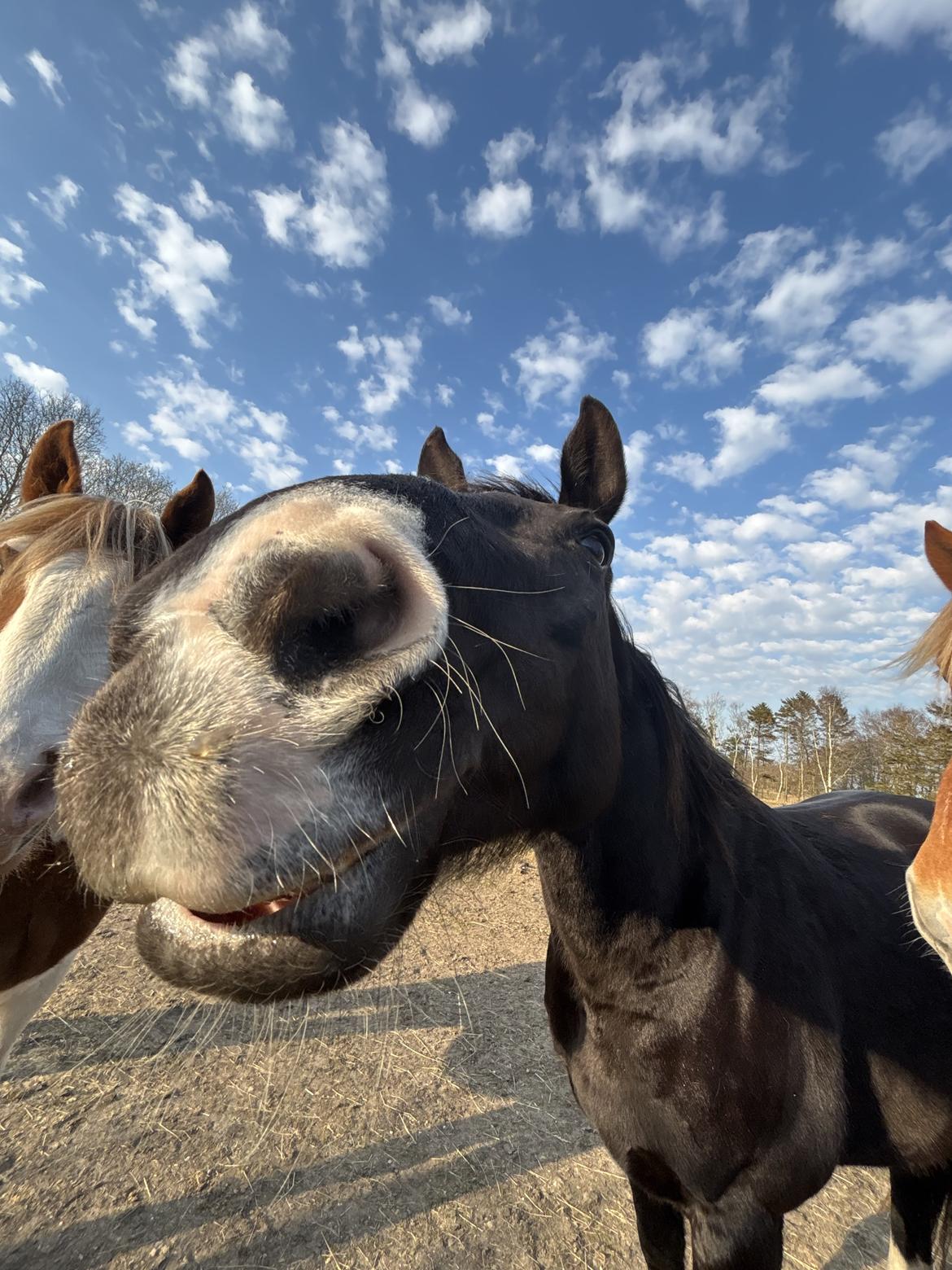 Anden særlig race Starlight (Part) billede 6