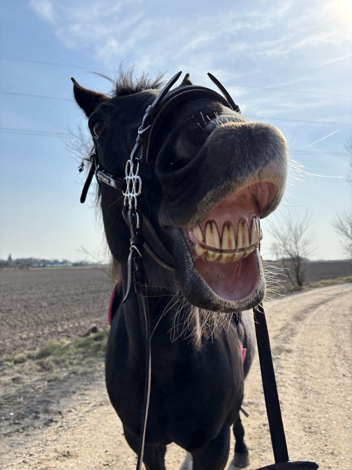 Anden særlig race Starlight (Part) billede 7