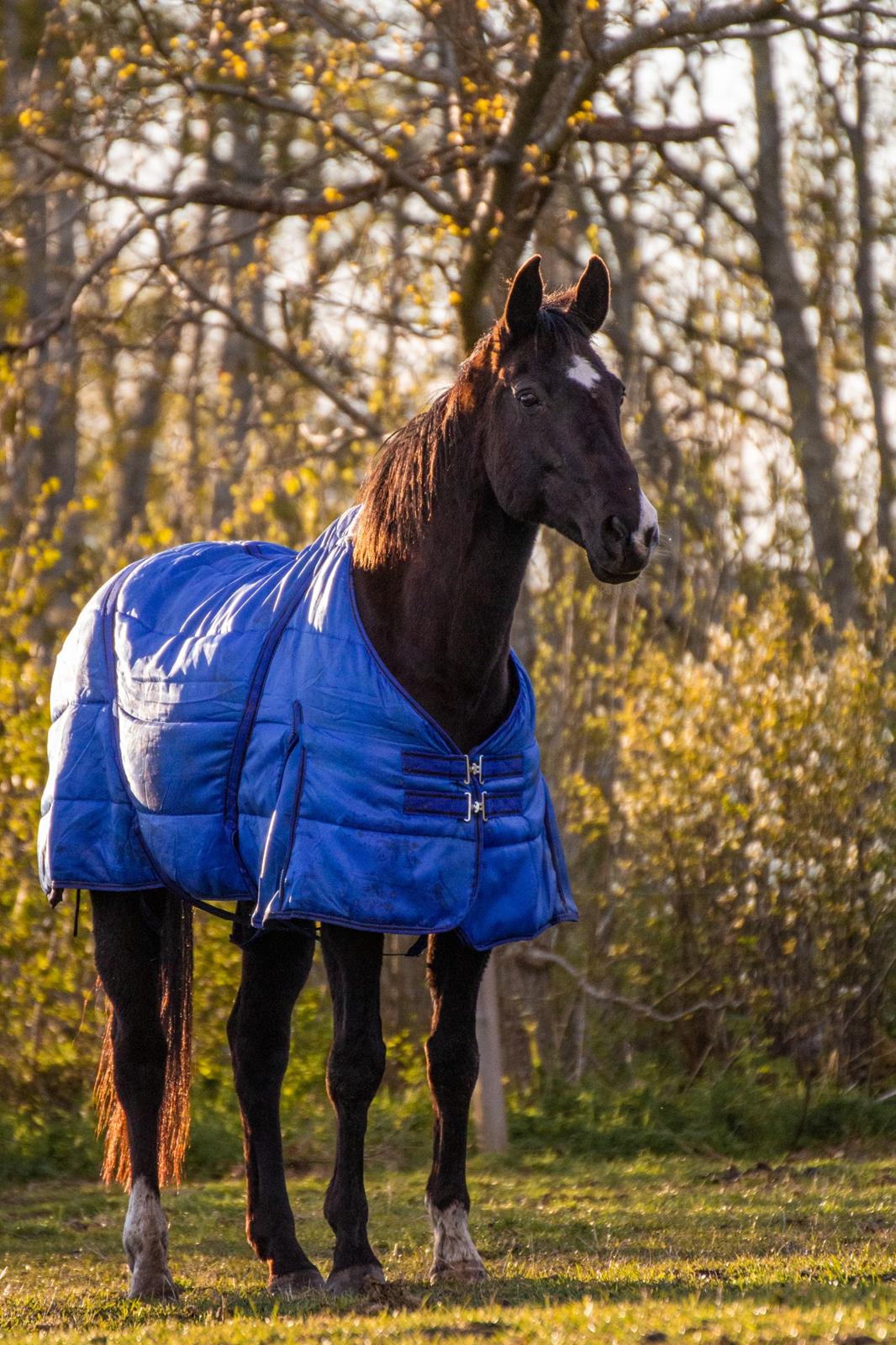 Anden særlig race Starlight (Part) billede 1