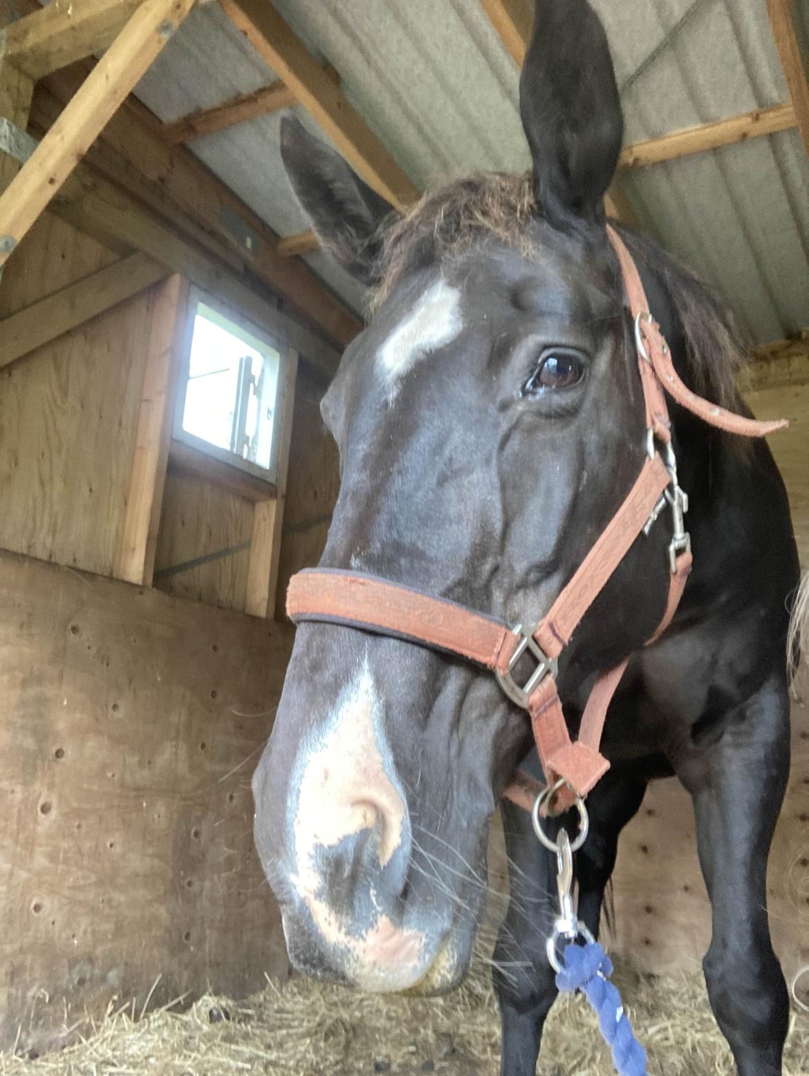 Anden særlig race Starlight (Part) billede 8