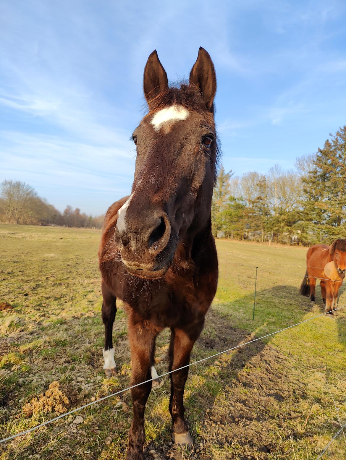 Dansk Varmblod Maj billede 10