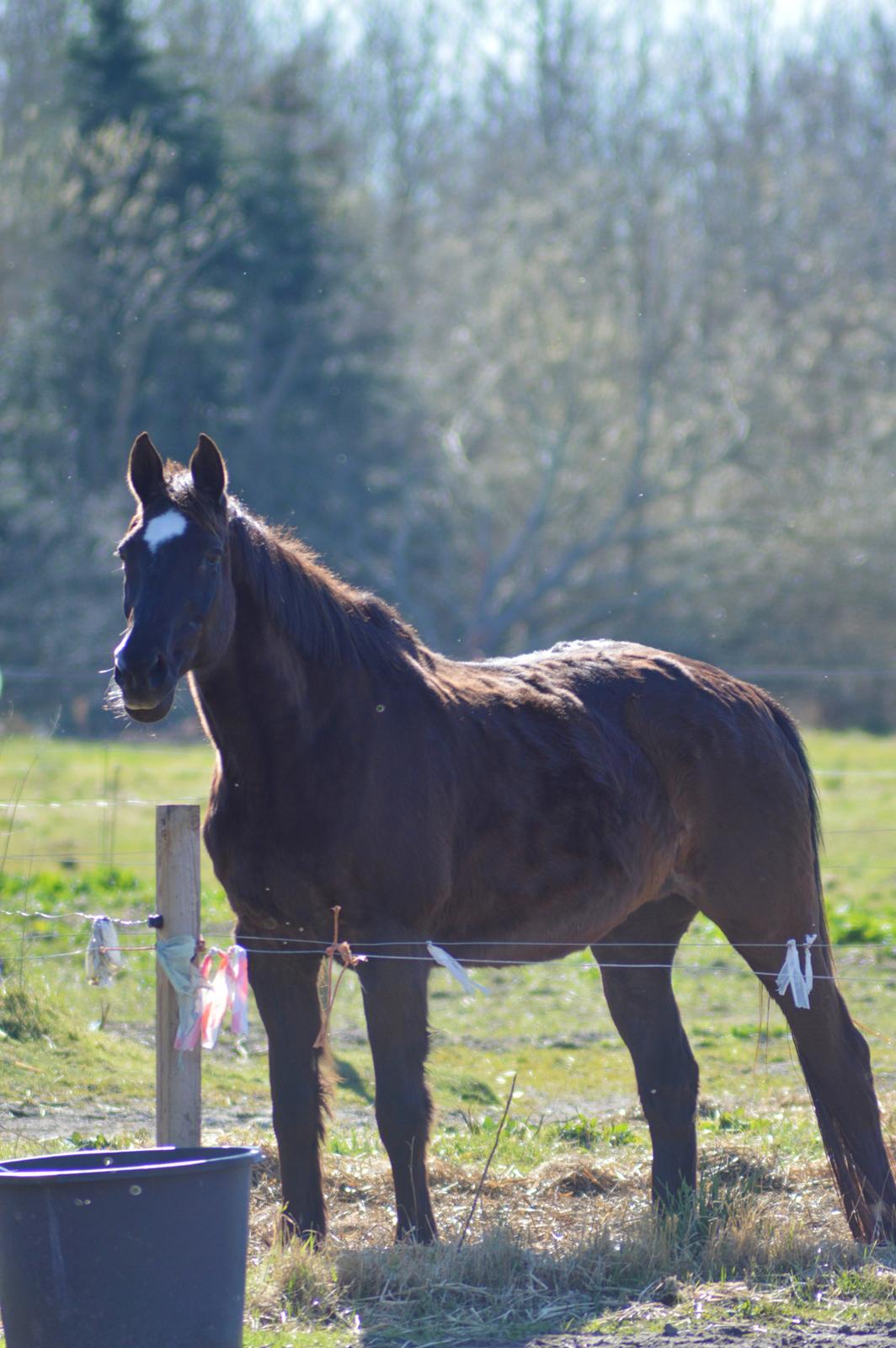 Dansk Varmblod Maj billede 11