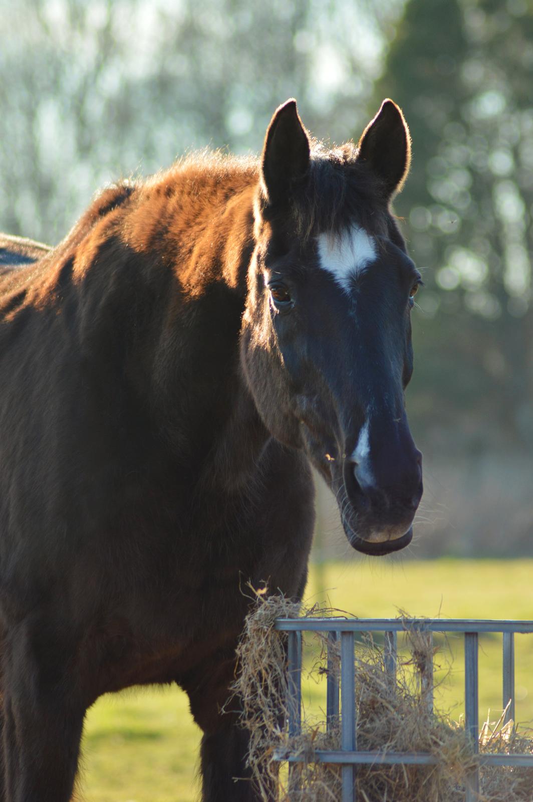 Dansk Varmblod Maj billede 12