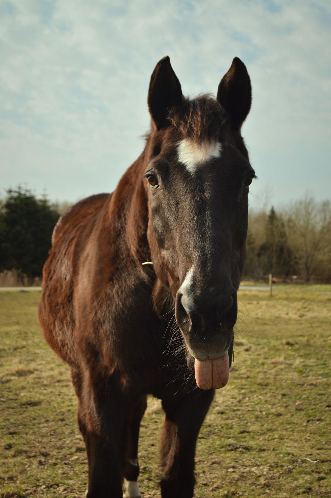 Dansk Varmblod Maj billede 13