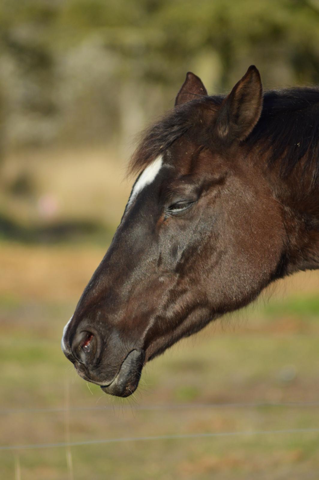 Dansk Varmblod Maj billede 14