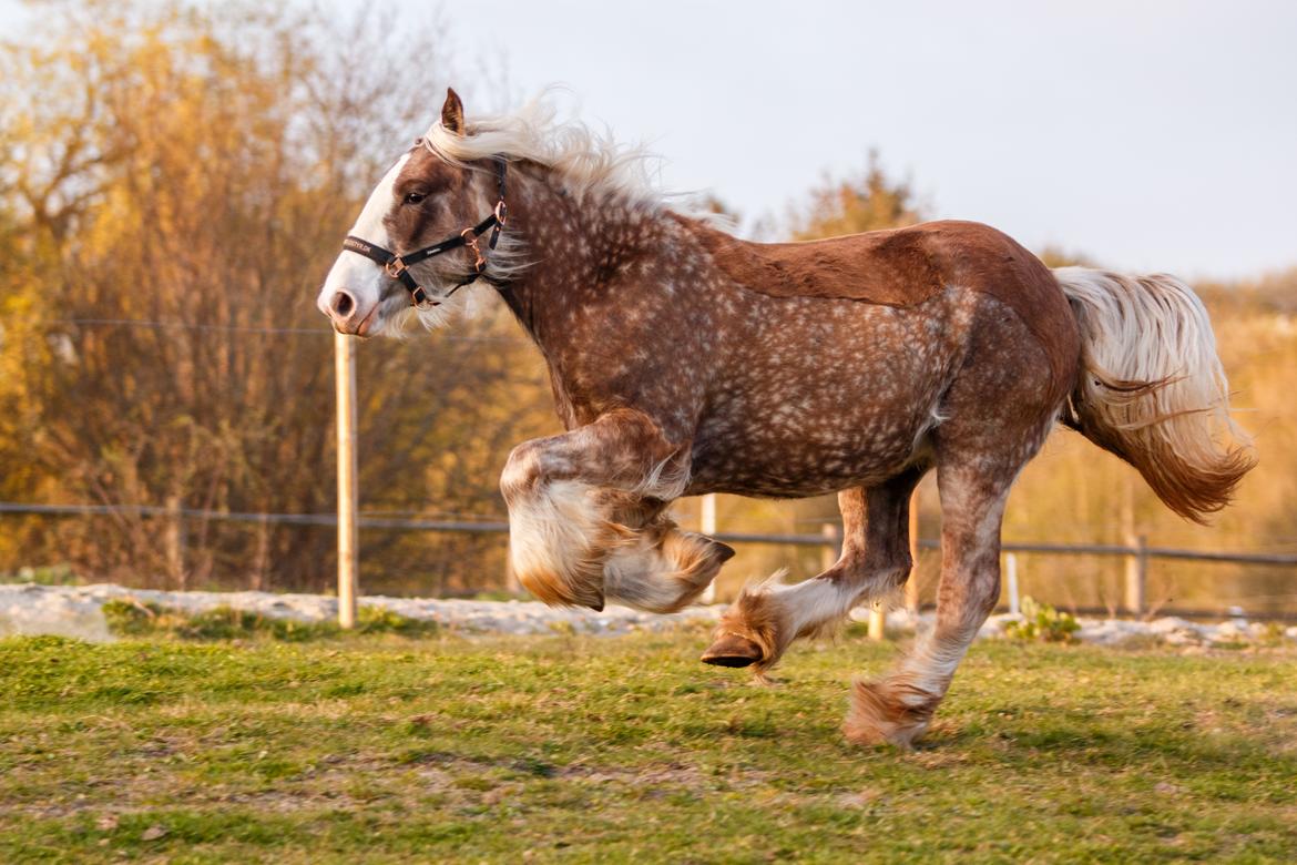 Tinker Lindbergs Special Dream billede 16