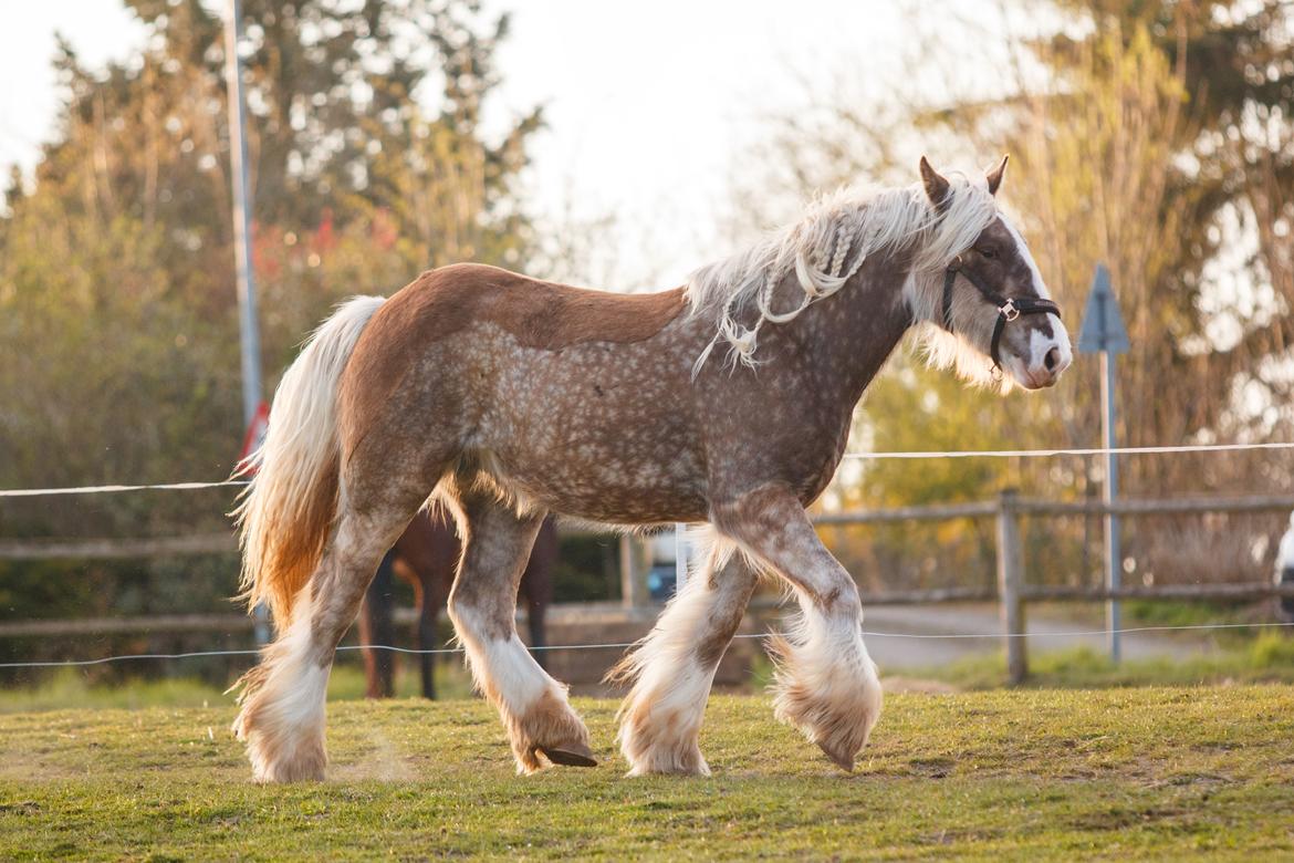 Tinker Lindbergs Special Dream billede 17