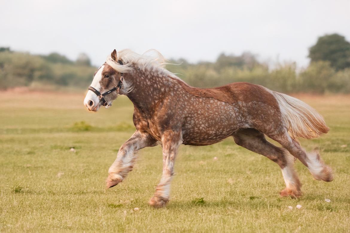 Tinker Lindbergs Special Dream billede 18
