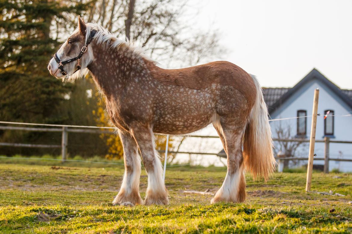 Tinker Lindbergs Special Dream billede 20