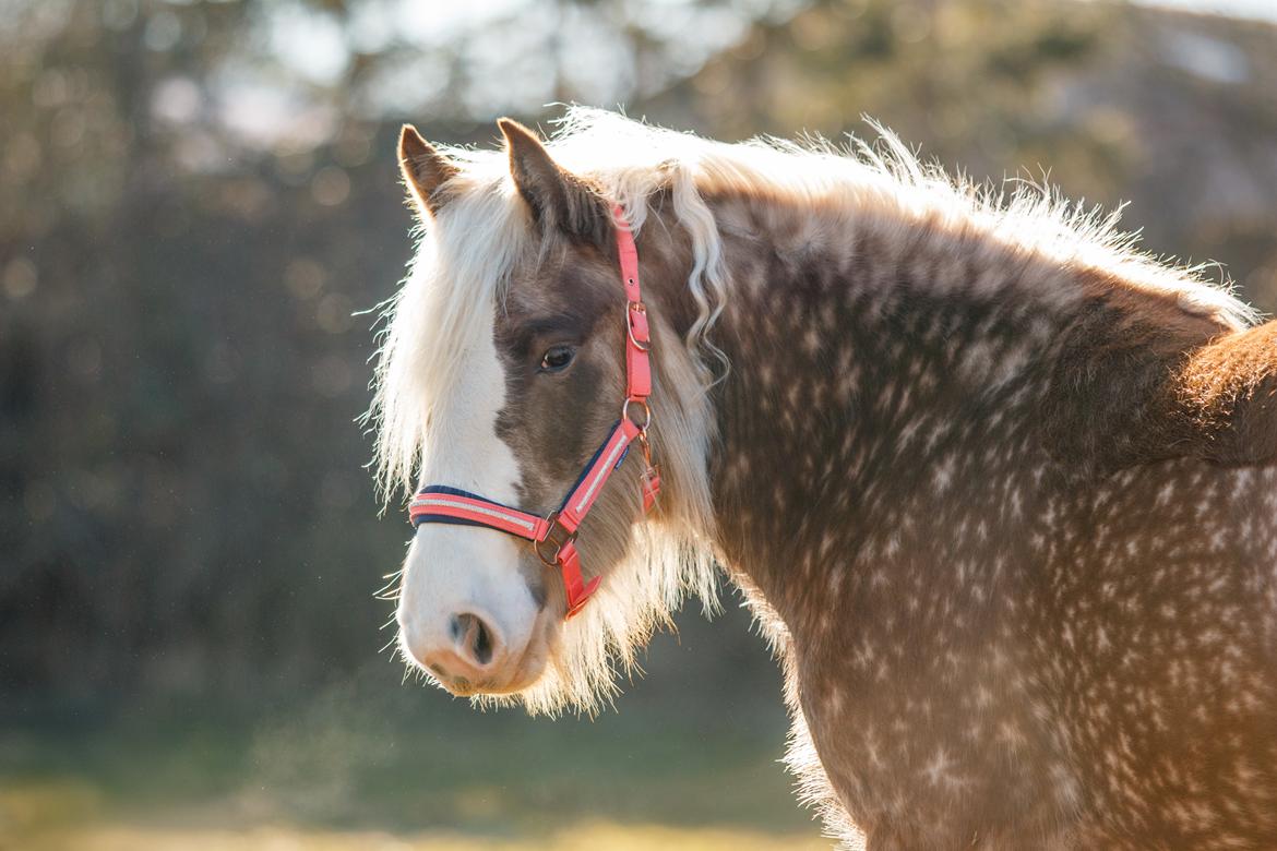 Tinker Lindbergs Special Dream billede 21