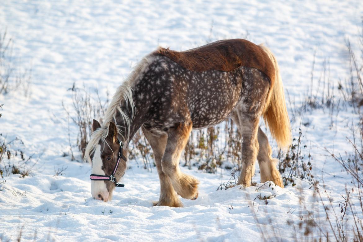 Tinker Lindbergs Special Dream billede 22