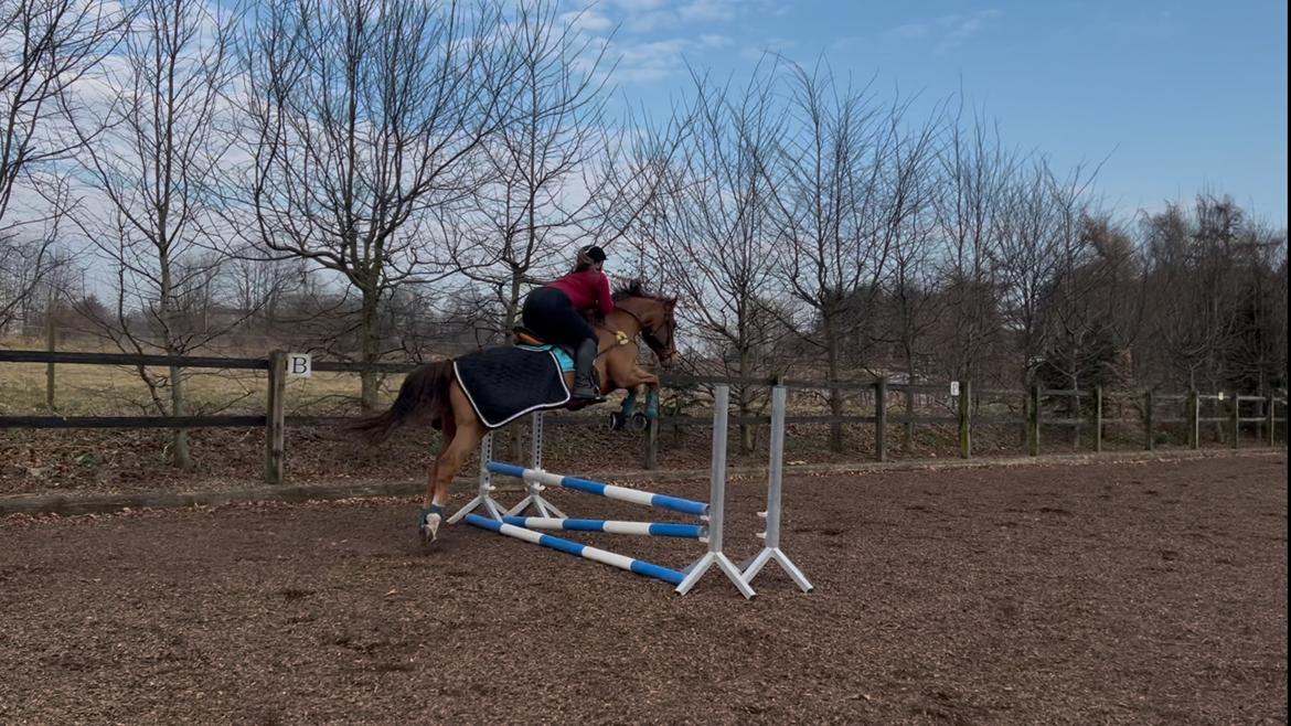 Anden særlig race Cassie billede 14