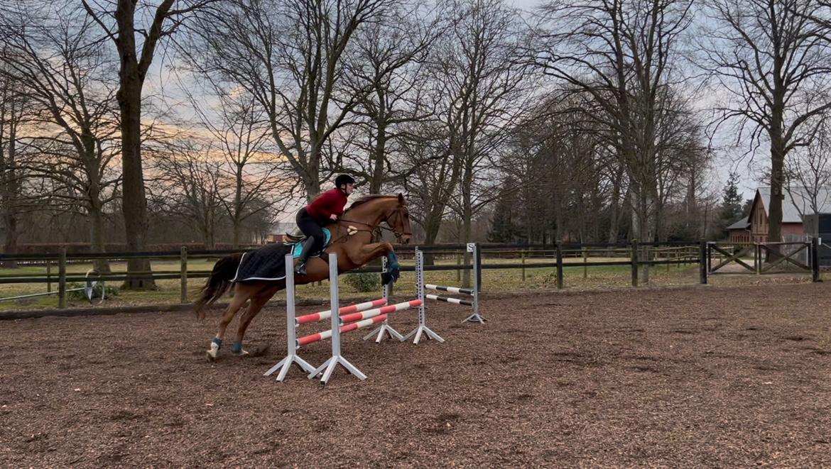 Anden særlig race Cassie billede 13