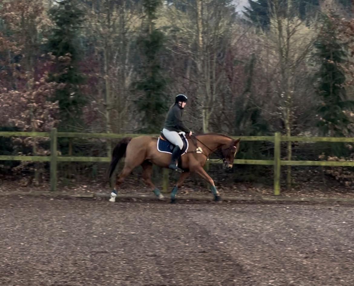 Anden særlig race Cassie billede 15