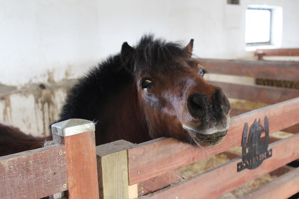 Shetlænder Thor - 15.04-2025 Aflivningsdagen billede 35