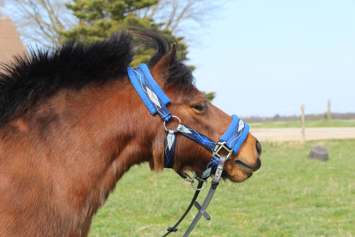 Shetlænder Thor - 15.04-2025 Aflivningsdagen billede 1