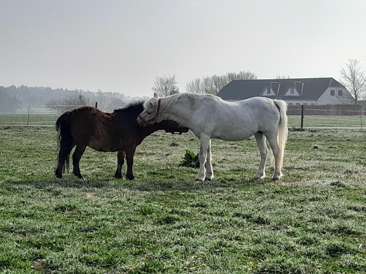 Shetlænder Thor - 15.04-2025 Aflivningsdagen billede 36
