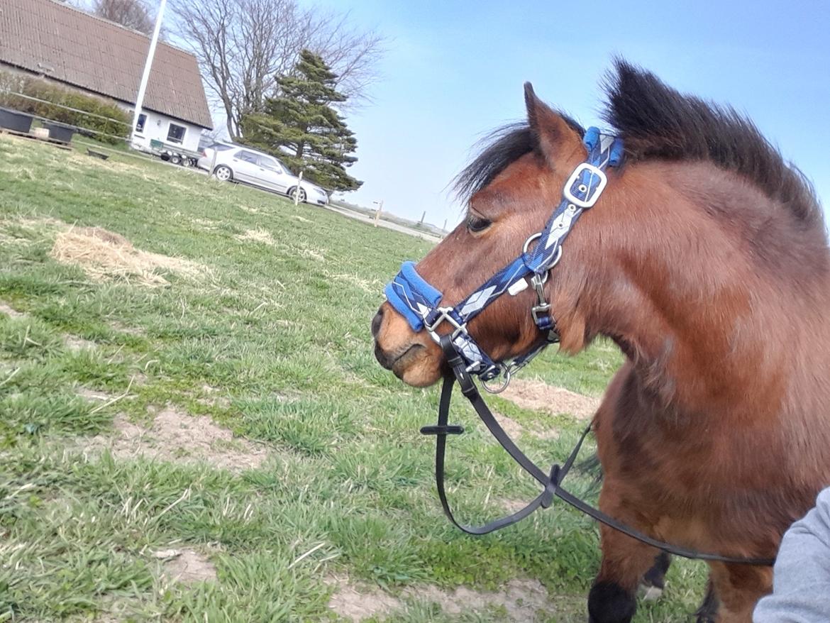 Shetlænder Thor - 15.04-2025 Aflivningsdagen billede 37