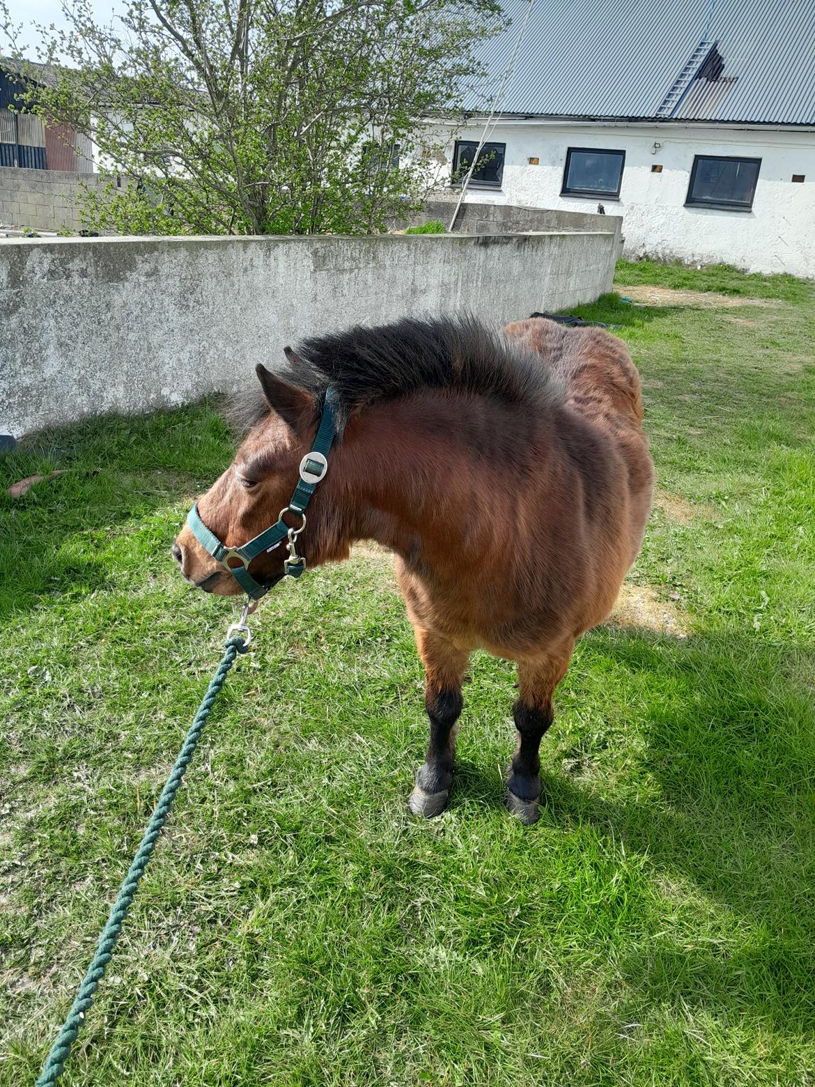 Shetlænder Thor - 15.04-2025 Aflivningsdagen billede 38