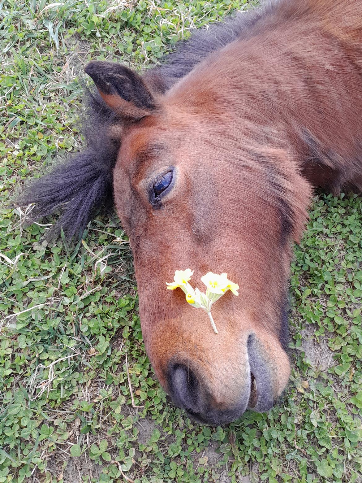 Shetlænder Thor - 15.04-2025 Aflivningsdagen billede 42